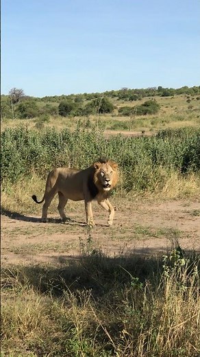 LION OF RUAHA (SIMBA KING OF THE JUNGLE) #wildlife #Lion#Simba#lionking #love#nature #lionhunt