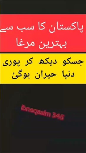 پاکستان کا سب سے بہترین مرغا best time to upload video YouTube in Pakistan #shorts #aseelmurga