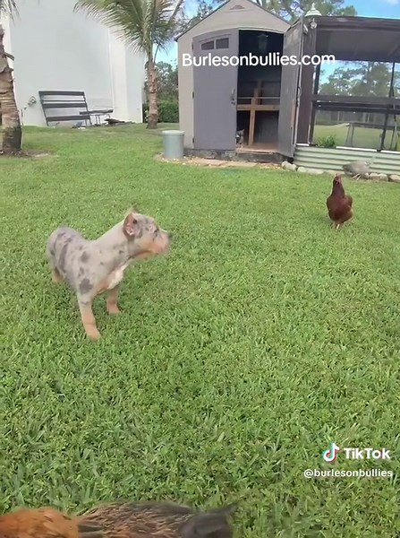 Savannah Meets the Ladies of the Yard