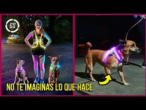 20 Increíbles Gadgets Para Mascotas Que Debes Conocer! ▶ 2