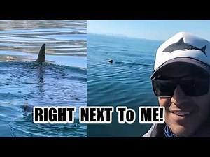 Right Next to a Great White Shark (POV)