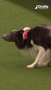 Competing at Crufts is an experience like no other 🙌 We spoke to Mike Bendell about his time winning the International Agility Competition with fan favourite Falcon 🐶 Watch the full feature on our YouTube channel: https://www.youtube.com/watch?v=sfXTEU7FeEQ&t | Crufts