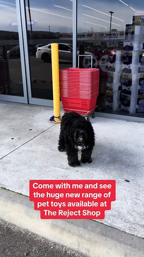 New pet stuff! 🐾 Come check it out 👀 Spoil your pet like they deserve with our new range of pet toys from Waggi cat and dog toys from just $2-$3 🐱 🐶 Because we know, honestly, how can you deny them anything. Starting from just $2-$3, now you don't have too 😉 . . . #therejectshop #petlove #doglove #puppylove #catlove #furbaby #cats #dog #dogs #cat #theloveisreal #pet #pets #animals #pettiktok #dogsoftiktok #catsoftiktok #petlover #petcare #newproducts #fyp #new #afforablepettoys #justlanded 