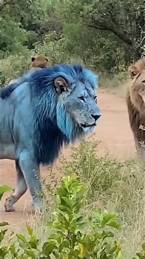 Majestic Lion – King of the Jungle | Ultimate Wildlife Safari Cinematic 🦁🔥