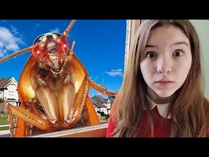 GIANT COCKROACH INVASION!