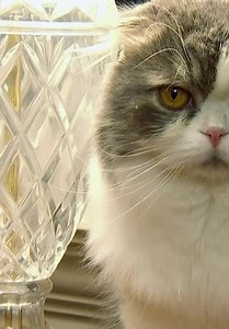 Cats 101 S01:E01 - American Shorthair and More