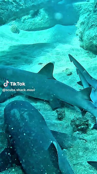 Exploring Maui's Hidden Lava Cove with Sharks