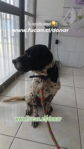 Santuario Fucanchile | OJITOS , Ya está de alta, pero tiene INTUSUSCEPCIÓN DINÁMICA ,lo que se resume en que el intestino se pliega solo y provoca obstrucción... | Instagram