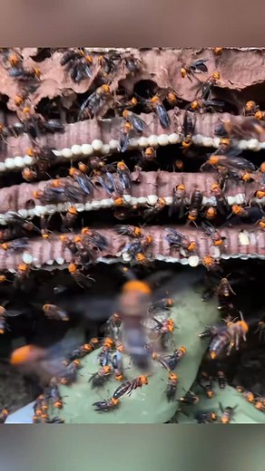 18K views · 182 reactions | #waspremoval #burn #hornets #bees #wasps | Hunter Wasps | Facebook