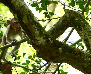 Gorgeous ! little baby Ariana learning finding foods herself happily without request mom Anna's milk | Monkey Videos