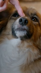 This Dog Has Been Through So Much 😔❤️‍🩹 #rescuedog #dogtraining #dogsbehavingverybadly #doglife #dogsofinstagram | Dogs Behaving Very Badly