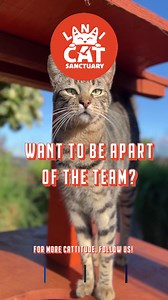 137 reactions |  Spent the day at the Lanai Cat Sanctuary in Hawaii cuddling 700 cats. Came home to find Mr. Whiskers giving me the 'traitor' look. Don't worry, a few treats and purr therapy sessions later, we'll be back to being besties.  ❤️ Be sure to follow us and visit our website to learn more about our mission to save cats and protect native birds ️ https://buff.ly/2TSYVem | Lanai Cat Sanctuary | Facebook