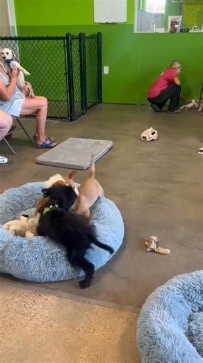 Real Good Dog Rescue on Reels