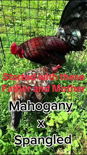 Mahogany x Spangled Bantams: Egg Hatching Journey