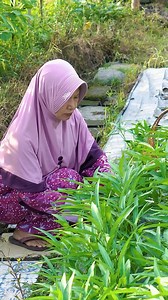 Memetik Kangkung di Kebun | Masak Bening Kangkung, Tahu Walik Pedas, dan Pindang Suwir | Kampung Halaman | Kampung Halaman