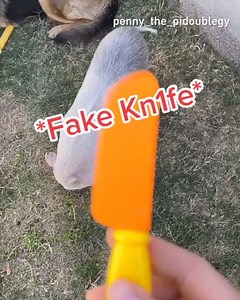 626K views · 5.7K reactions | fork you pig, fork you! penny_the_pidoublegy | IG | 9GAG | Facebook