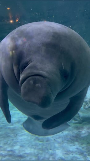 118K views · 4K reactions | It’s World Oceans Day! The Cincinnati Zoo is proud to participate in the U.S. Fish & Wildlife Service’s Manatee Rescue & Rehabilitation Program since 2004. We’ve cared for 23 manatees during that time. | Cincinnati Zoo & Botanical Garden | Facebook
