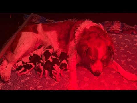 Livestream Kooikerhondjes van het Heidepaleis