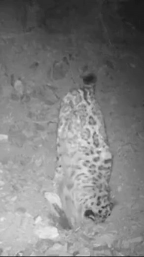 Strange behavior! Our researchers have documented a previously unseen behavior: a snow leopard digging for and drinking water in Mongolia’s Tost Mountains. Tost is part of the Gobi Desert and receives very little rain. However, we know from our long-term study that the area hosts a stable population of snow leopards. While this cat’s behavior is fascinating, we do not yet know if it is a learned behavior of one individual or a common adaptation for snow leopards in arid landscapes. Learning more