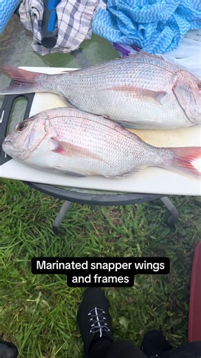Wellington Harbour Snapper Fishing Tips and Recipes