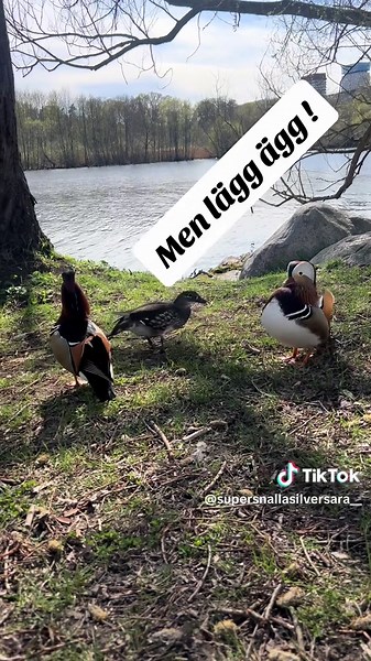 #safari #fördig #natur #stockholm #fåglar #expert