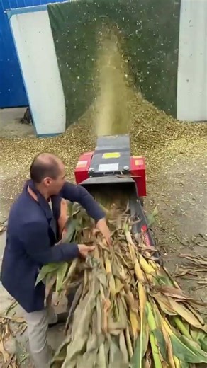 🌽💥 Maisstroh häckseln in Rekordzeit | Kraftvolle Häckselmaschine im Einsatz#Landwirtschaft #Mais