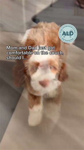 Australian labradoodle puppy 💛 Which option will your 🐶 choose? 🐾 #breeder #puppy #puppyvideos
