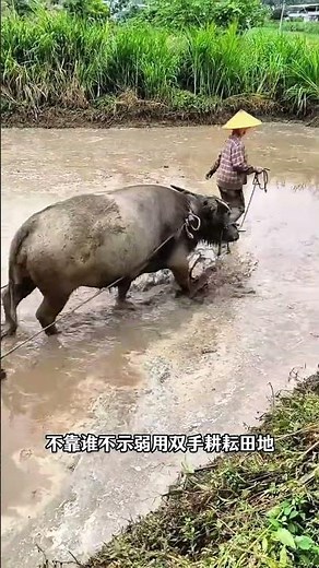 Ancient Farmers' Secret: Water Buffalo's Role in Rural Life