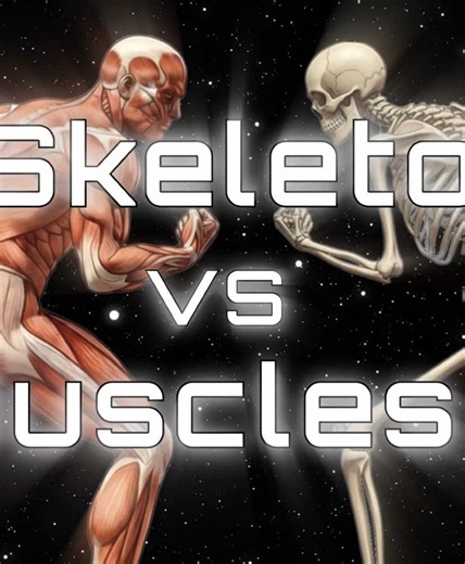 The Relationship Between Muscles and Skeletons