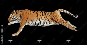 Tiger running realistic animation. Isolated animal video including alpha channel allows to add background in post-production. Element for visual effects.
