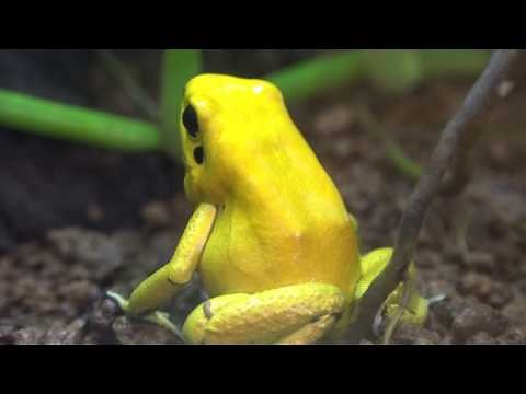 Phyllobates terribilis モウドクフキヤガエル・イエロ ロングバージョン あわしまマリンパーク カエル館