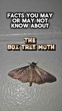 Facts You May or May Not Know About The Box Tree Moth #nature #insects #facts #shorts #wildlife