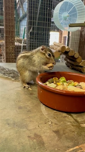 Chipmunks like our lovely old man Alvin love nuts, berries, seeds, mushrooms, insects, frogs, earthworms, lizards, and bird eggs. During late summer and autumn, they begin carrying extra food back to their burrow in their stretchy cheek pouches (which can hold a stash three times the size of their head). A hardworking chipmunk can gather as many as 165 acorns in a single day. #chimpmunk #hardworking NM | Animal Farm Adventure Park | Facebook