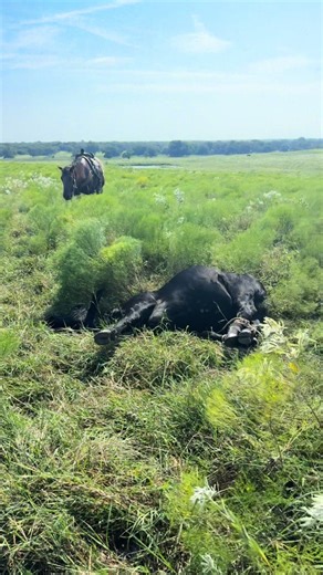 Package secured 🎁 #ranch #rope #beef #cowboy #cowhorse