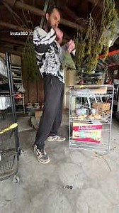 Time Lapse Cannabis Harvest #fall #garden