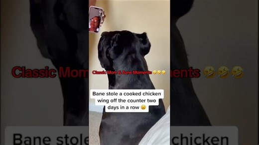 Classic moments with a woman and her giant dog