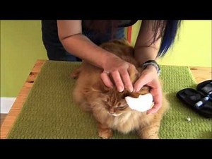 How ToTake A Blood Glucose Reading