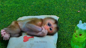 8.1K views · 196 reactions | Sorry Baby Aley! we are wake up late to mix milk for you on time! | Gug Monkey | Facebook