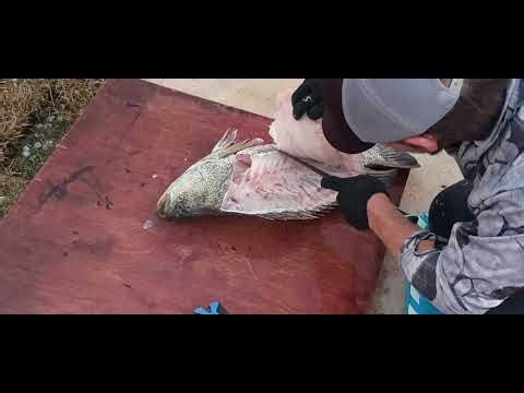 Cleaning the Triple Tail