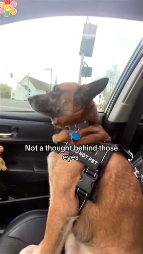 😂❤️ #dogs#funny#Popular#Cute pet