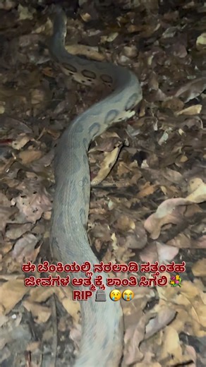 𝕂𝕒𝕣𝕥𝕙𝕚𝕜 𝕊𝕙𝕖𝕜𝕒𝕣 𝔸𝕔𝕙𝕒𝕣𝕪𝕒 on Instagram: "ಒಂದು ಕಿಡಿ ಬೆಂಕಿಯಿಂದ ಹಿಡಿ ಪರಿಸರವೇ ನಾಶವಾಗುತ್ತೆ ದಯವಿಟ್ಟು ಸಿಗರೇಟ್ ತುಂಡು ಮತ್ತು ಬೆಂಕಿಕಡ್ಡಿ ಬಿಸಾಕುವ ಮೊದಲು ಯೋಚಿಸಿ 🙏 follow @karthikshekar6 👈 Warning ‼️ ⚠️ Save Animals Save Environment 🐍 SNAKE RESCUES ARE HANDLED BY TRAINED PROFESSIONALS AND NEEDS YEARS OF EXPERTISE. THE FOLLOWING VIDEO IS FOR EDUCATIONAL AND AWARENESS PURPOSE ONLY WHICH DOES NOT INCLUDE ANY KIND OF STUNTS OR SHOW OFF. KINDLY DO NOT HANDLE ANY ANIMAL TAKING THIS VIDEO AS A MOT