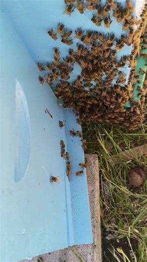 Closely watching the swarm behaviour at hive 18 to see if they will move in. | Tangelly Bees | Facebook