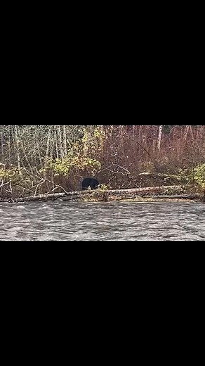 23 reactions · 4 comments | The salmon spawn is a nourishing time of year. We took a magical walk along the river watching all the creatures big and small feasting on spawning salmon! It’s the best time to be outside! We have some amazing footage coming soon too! George captured a video of a bear hunting, catching and eating a salmon!! #fullmoongypsies #blackbears #salmonspawning #eagles | Brenda Watson | Facebook