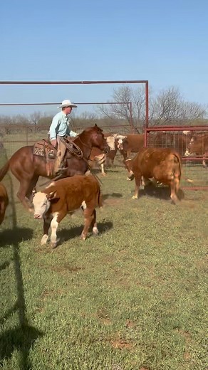 ⚡️T-BONE ⚡️ Hip 28 TRR Grinchs Playboy sells May 10 at the WHC Ranch Horse Sale at Western Heritage Classic in Abilene. @whcranchhorsesale Here’s your shot at owning a great ranch horse from Tongue River. This 7-year-old gelding enjoys doing all aspects of daily work on the ranch from dragging big calves to the fire, sorting in the gate, calving heifers, and doctoring wheat pasture cattle. “T-Bone” is very cowy, has a great stop and is a smooth traveler. Cooper McCleskey says he has good rate an