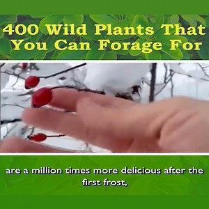 607K views · 4K reactions | Foraging isn’t only a cool new skill to...