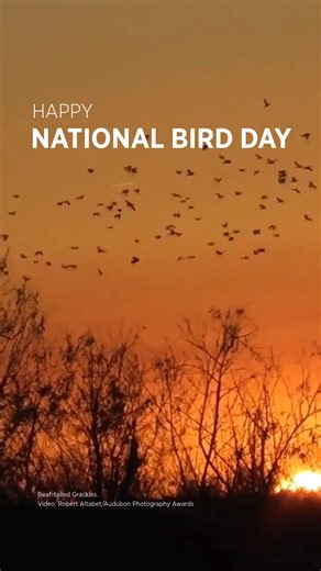 January 5th is National Bird Day! Here at Audubon, we follow birds to a better future for people and the planet. We work to protect birds because we know that the things they rely on, like healthy habitats, clean air, and resilient coastlines, are the same things people and other wildlife need to thrive too. In simplest terms, "What's good for birds is good for the Earth." Is your favorite bird featured here? | Audubon Center for Birds of Prey