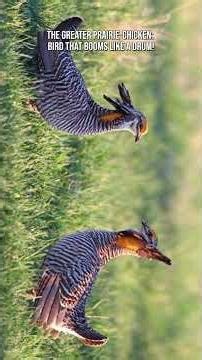 The Greater Prairie-Chicken: Bird That Booms Like a Drum! #chicken #birds #strange #nature #animals