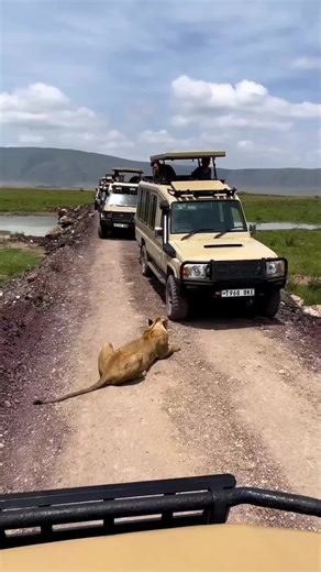 Exploring Wildlife in Ngorongoro Conservation Area