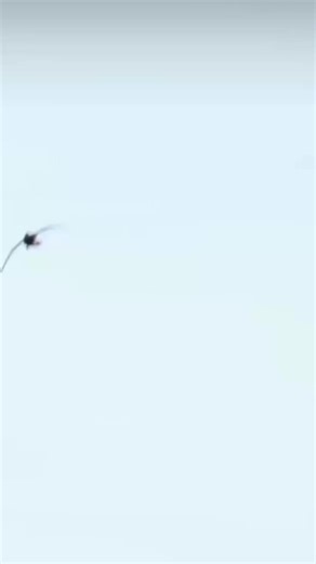 Guided Duck Hunt Experience for Mallards