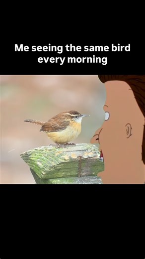 Berd Nird on Instagram: "Carolina wrens wake me up almost everyday at 7am 🕖 love that #birds"